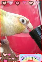 にほんブログ村 鳥ブログ ウロコインコへ