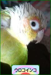 にほんブログ村 鳥ブログ ウロコインコへ