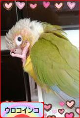 にほんブログ村 鳥ブログ ウロコインコへ