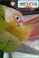 にほんブログ村 鳥ブログ ウロコインコへ