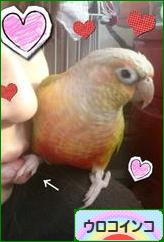 にほんブログ村 鳥ブログ ウロコインコへ