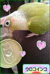 にほんブログ村 鳥ブログ ウロコインコへ