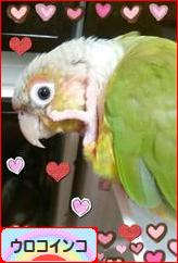 にほんブログ村 鳥ブログ ウロコインコへ