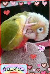 にほんブログ村 鳥ブログ ウロコインコへ