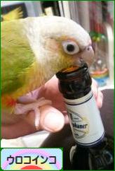 にほんブログ村 鳥ブログ ウロコインコへ