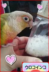 にほんブログ村 鳥ブログ ウロコインコへ