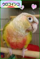 にほんブログ村 鳥ブログ ウロコインコへ