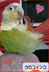 にほんブログ村 鳥ブログ ウロコインコへ