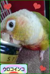 にほんブログ村 鳥ブログ ウロコインコへ