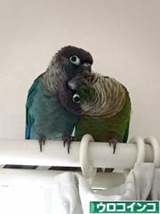 にほんブログ村 鳥ブログ ウロコインコへ