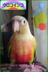 にほんブログ村 鳥ブログ ウロコインコへ