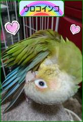 にほんブログ村 鳥ブログ ウロコインコへ
