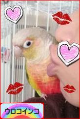 にほんブログ村 鳥ブログ ウロコインコへ