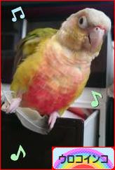 にほんブログ村 鳥ブログ ウロコインコへ