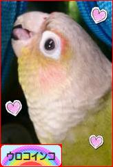にほんブログ村 鳥ブログ ウロコインコへ