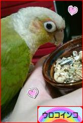 にほんブログ村 鳥ブログ ウロコインコへ