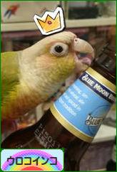 にほんブログ村 鳥ブログ ウロコインコへ