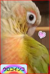 にほんブログ村 鳥ブログ ウロコインコへ