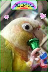 にほんブログ村 鳥ブログ ウロコインコへ