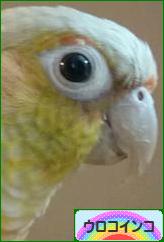 にほんブログ村 鳥ブログ ウロコインコへ