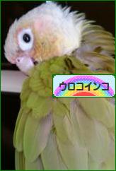 にほんブログ村 鳥ブログ ウロコインコへ