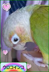 にほんブログ村 鳥ブログ ウロコインコへ