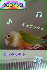 にほんブログ村 鳥ブログ ウロコインコへ