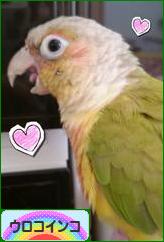 にほんブログ村 鳥ブログ ウロコインコへ