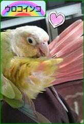 にほんブログ村 鳥ブログ ウロコインコへ