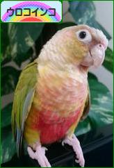 にほんブログ村 鳥ブログ ウロコインコへ