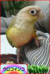 にほんブログ村 鳥ブログ ウロコインコへ