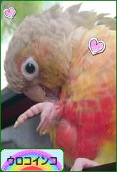 にほんブログ村 鳥ブログ ウロコインコへ