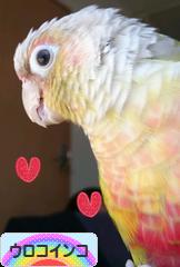 にほんブログ村 鳥ブログ ウロコインコへ