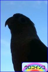 にほんブログ村 鳥ブログ ウロコインコへ