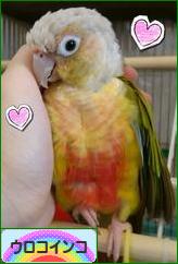 にほんブログ村 鳥ブログ ウロコインコへ
