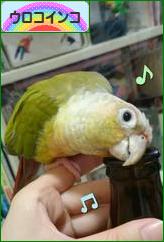にほんブログ村 鳥ブログ ウロコインコへ