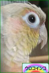 にほんブログ村 鳥ブログ ウロコインコへ