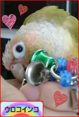 にほんブログ村 鳥ブログ ウロコインコへ
