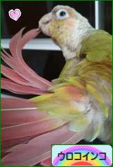 にほんブログ村 鳥ブログ ウロコインコへ