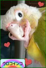 にほんブログ村 鳥ブログ ウロコインコへ