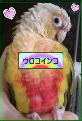 にほんブログ村 鳥ブログ ウロコインコへ