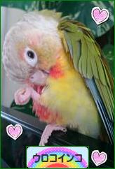 にほんブログ村 鳥ブログ ウロコインコへ
