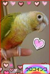 にほんブログ村 鳥ブログ ウロコインコへ