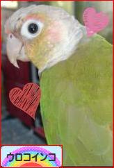 にほんブログ村 鳥ブログ ウロコインコへ
