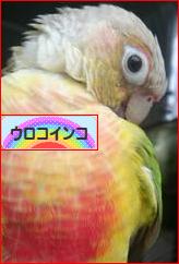にほんブログ村 鳥ブログ ウロコインコへ