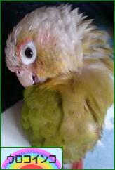 にほんブログ村 鳥ブログ ウロコインコへ