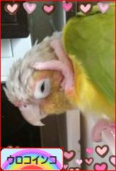 にほんブログ村 鳥ブログ ウロコインコへ