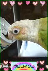 にほんブログ村 鳥ブログ ウロコインコへ