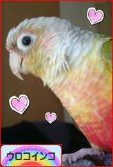 にほんブログ村 鳥ブログ ウロコインコへ