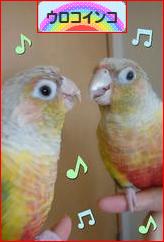 にほんブログ村 鳥ブログ ウロコインコへ